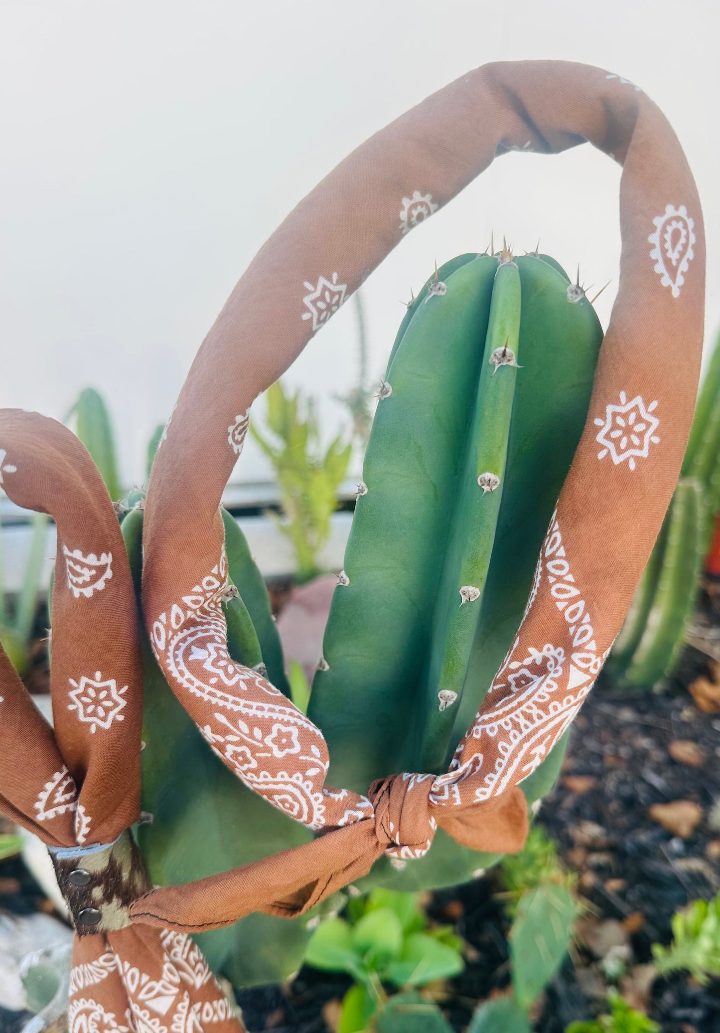 Rust Bandana